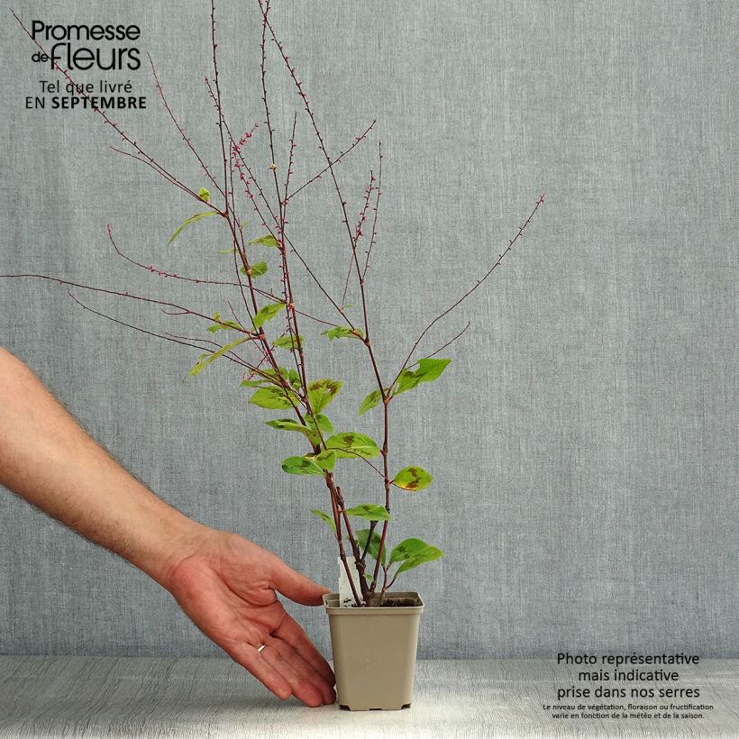 Exemplar von Knöterich var. filiformis - Persicaria virginiana Kleine Töpfe von 8/9 cm wie im Sommer geliefert