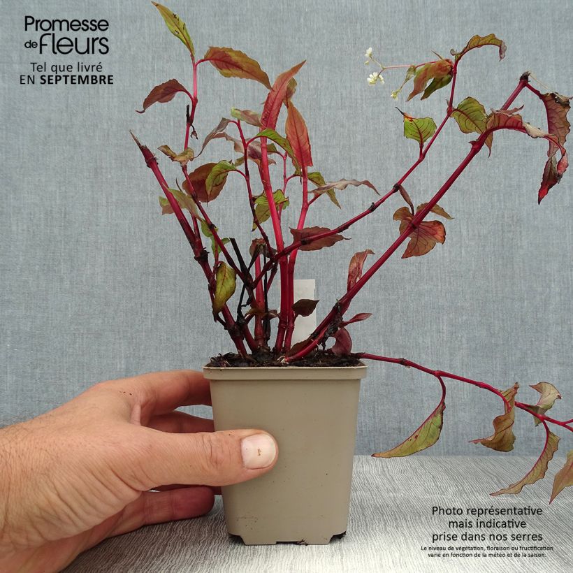 Exemplar von Kleinköpfiger Knöterich Red Dragon - Persicaria microcephala Kleine Töpfe von 8/9 cm wie im Sommer geliefert