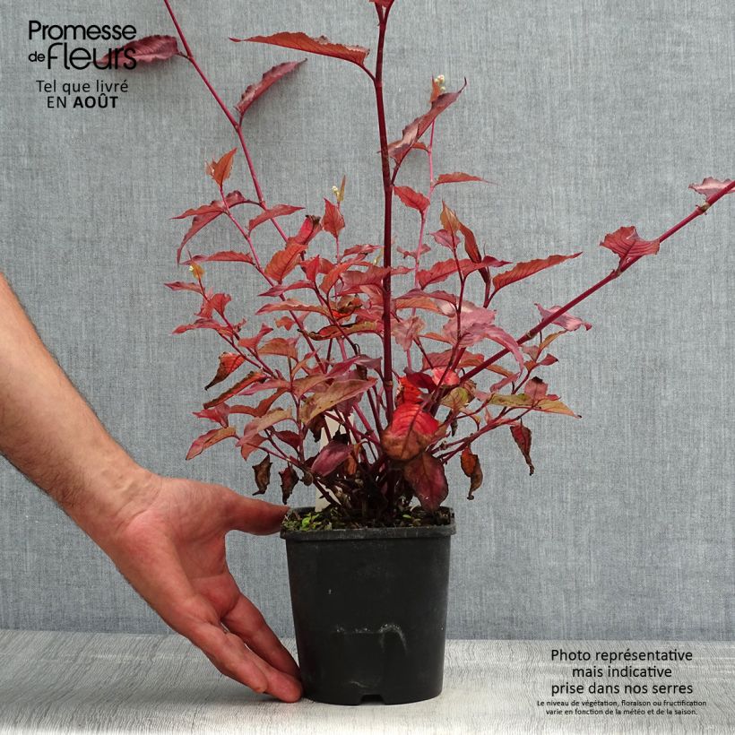 Exemplar von Kleinköpfiger Knöterich Red Dragon - Persicaria microcephala Topf mit 1,5L/2L wie im Sommer geliefert