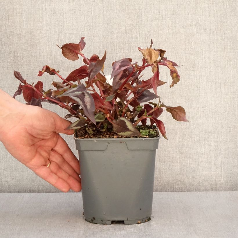 Exemplar von Kleinköpfiger Knöterich Red Dragon - Persicaria microcephala Topf mit 1,5L/2LGelieferte Höhe ca. 40/50cm wie im Frühjahr geliefert