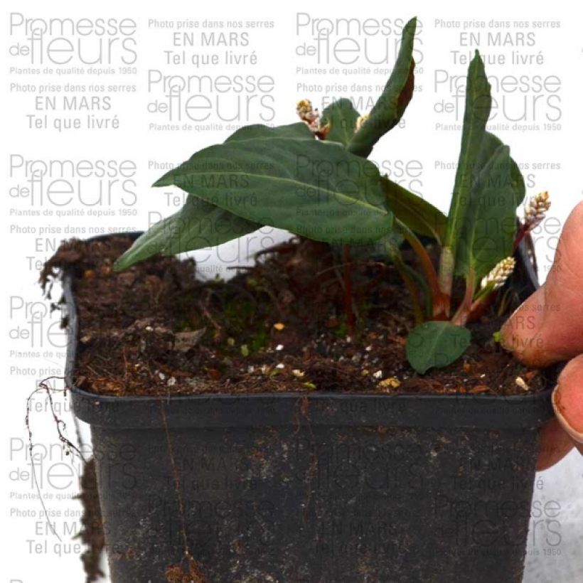 Beispiel eines Exemplars von Schlangen-Knöterich - Persicaria tenuicaulis Kleine Töpfe von 8/9 cm wie geliefert