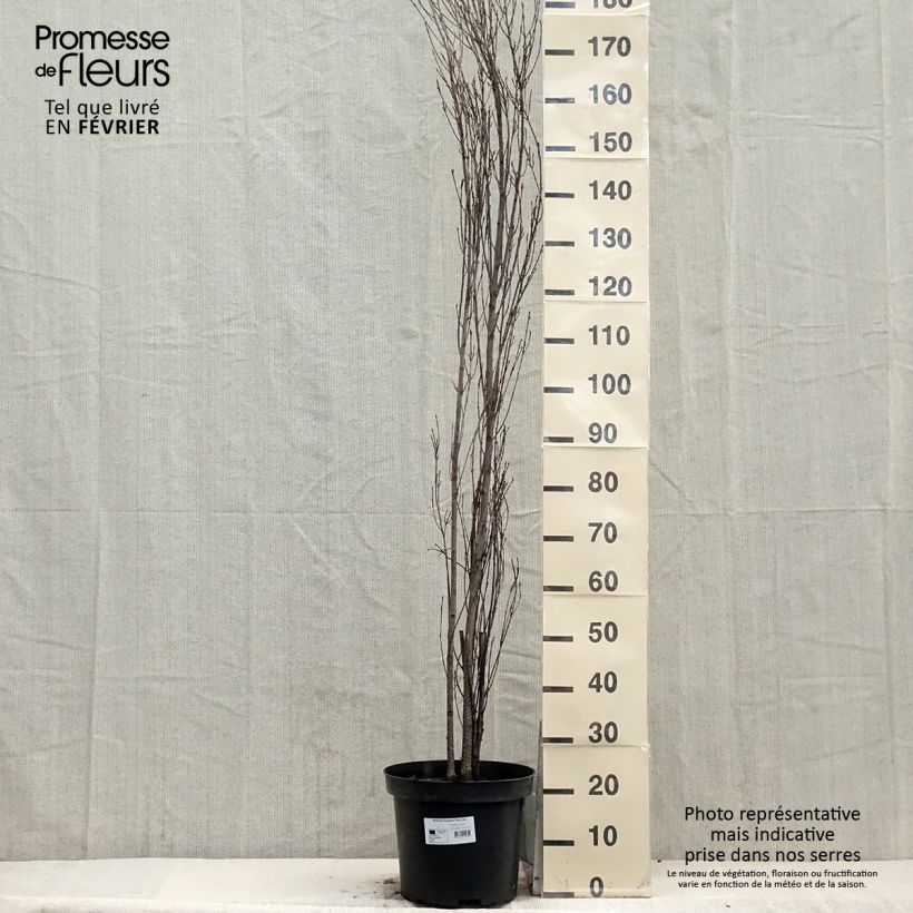 Exemplar von Rhamnus frangula Fine Line 'Ron Williams' - Faulbaum Topf mit 12L/15L wie im Winter geliefert