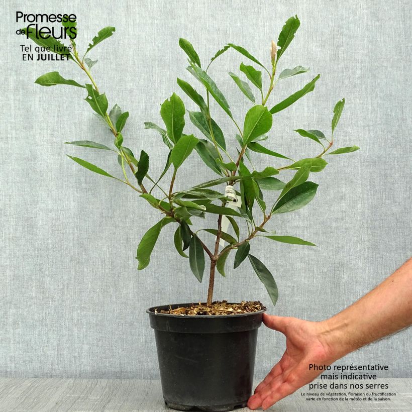 Exemplar von Rhaphiobotrya Coppertone - néflier hybride Pot de 3L/4L wie im Sommer geliefert