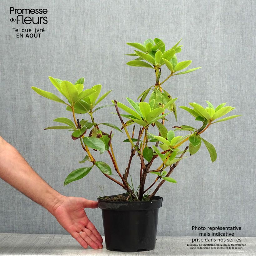 Exemplar von Rhododendron Albert Schweitzer Topf mit 4L/5L wie im Sommer geliefert
