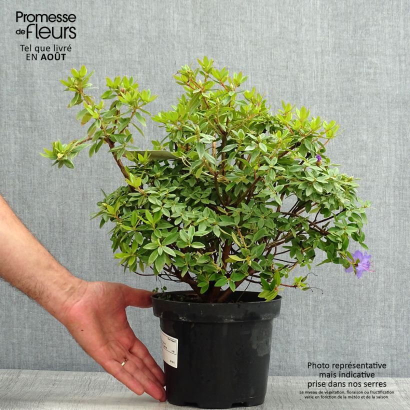 Exemplar von Rhododendron Blue Tit Topf mit 2L/3L wie im Sommer geliefert