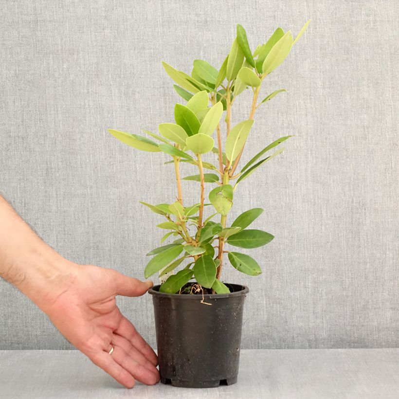 Exemplar von Rhododendron catawbiense Boursault Topf 12 cm / 13 cm wie im Sommer geliefert