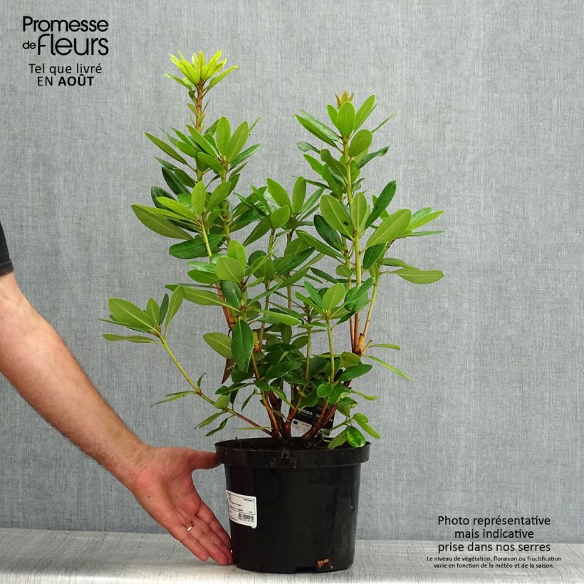Exemplar von Rhododendron catawbiense Boursault Topf mit 4L/5L wie im Sommer geliefert