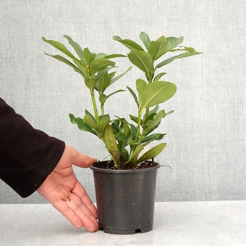 Exemplar von Rhododendron Cunningham's White - Pot de 13 cm wie im Frühjahr geliefert