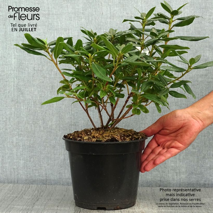 Exemplar von Rhododendron Dora Amateis Topf mit 3L/4L wie im Sommer geliefert