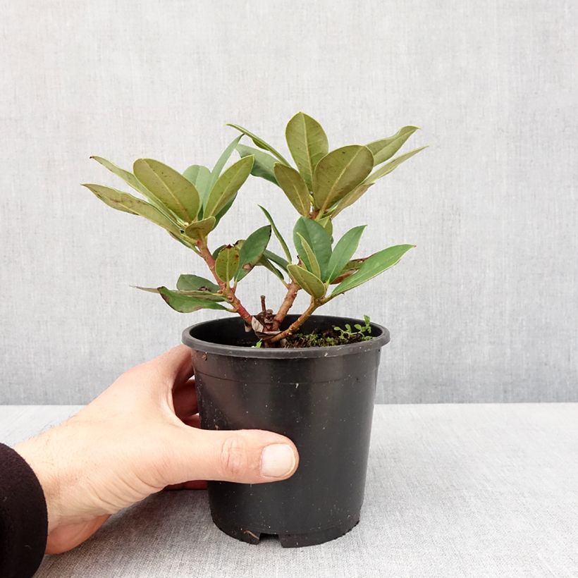 Exemplar von Rhododendron yakushimanum Dream Land Topf 12 cm / 13 cm wie im Frühjahr geliefert