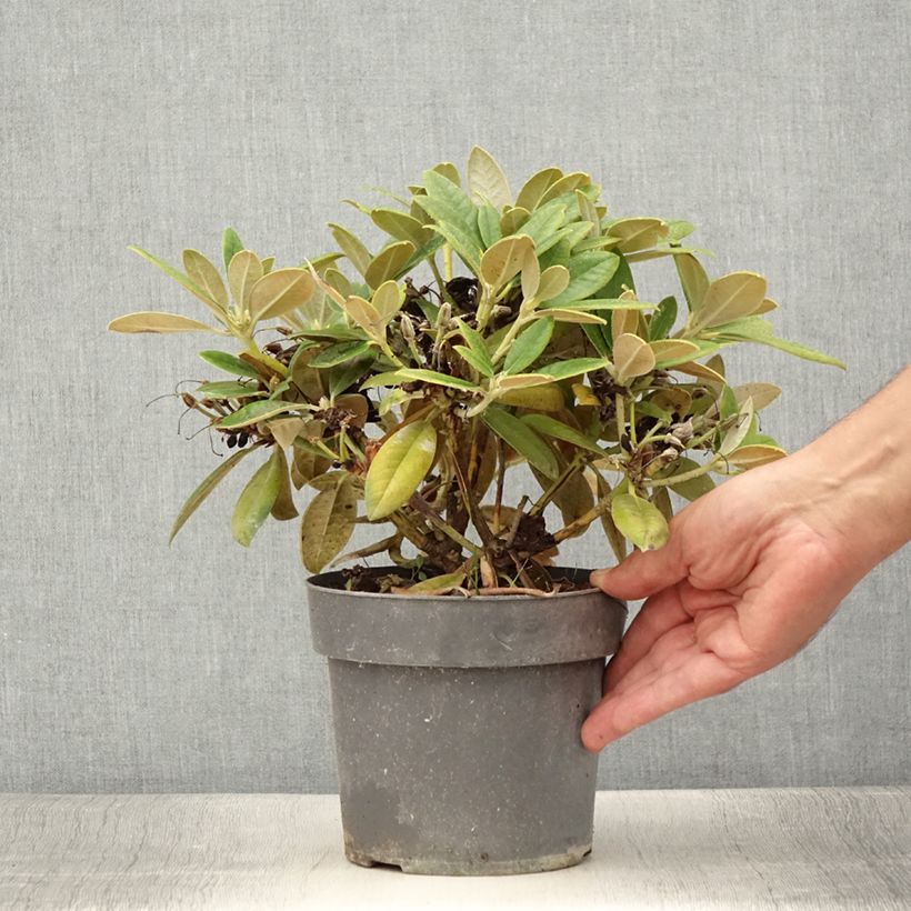 Exemplar von Rhododendron yakushimanum Dusty Miller Topf mit 2L/3L wie im Sommer geliefert