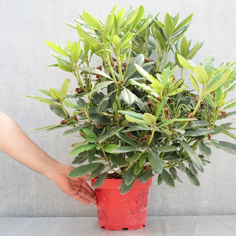 Exemplar von Rhododendron Easydendron INKARHO Madame Masson Topf mit 4L/5L wie im Sommer geliefert