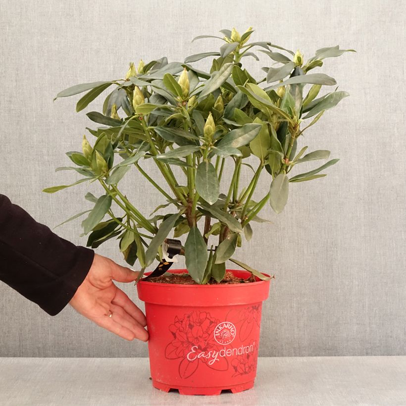 Exemplar von Rhododendron Easydendron INKARHO Madame Masson - Pot de 4L/5L wie im Frühjahr geliefert