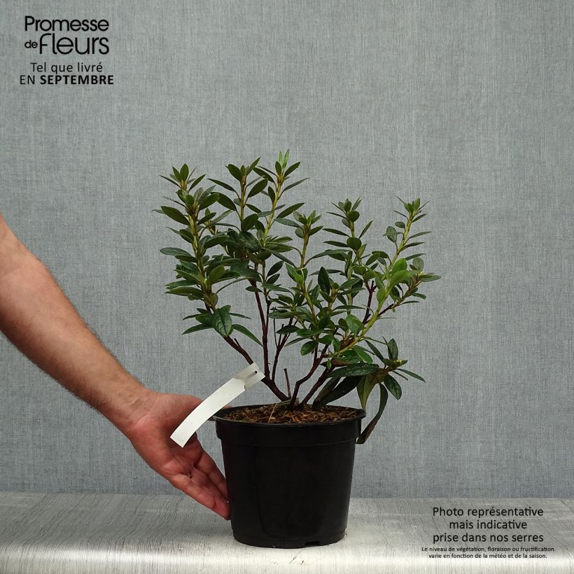 Exemplar von Rhododendron Fragrantissimum Topf mit 3L/4L wie im Herbst geliefert