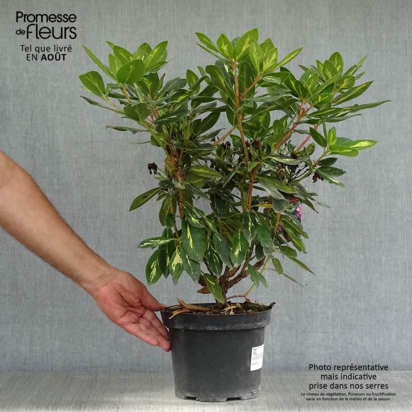 Exemplar von Rhododendron Goldflimmer Topf mit 3L/4L wie im Sommer geliefert