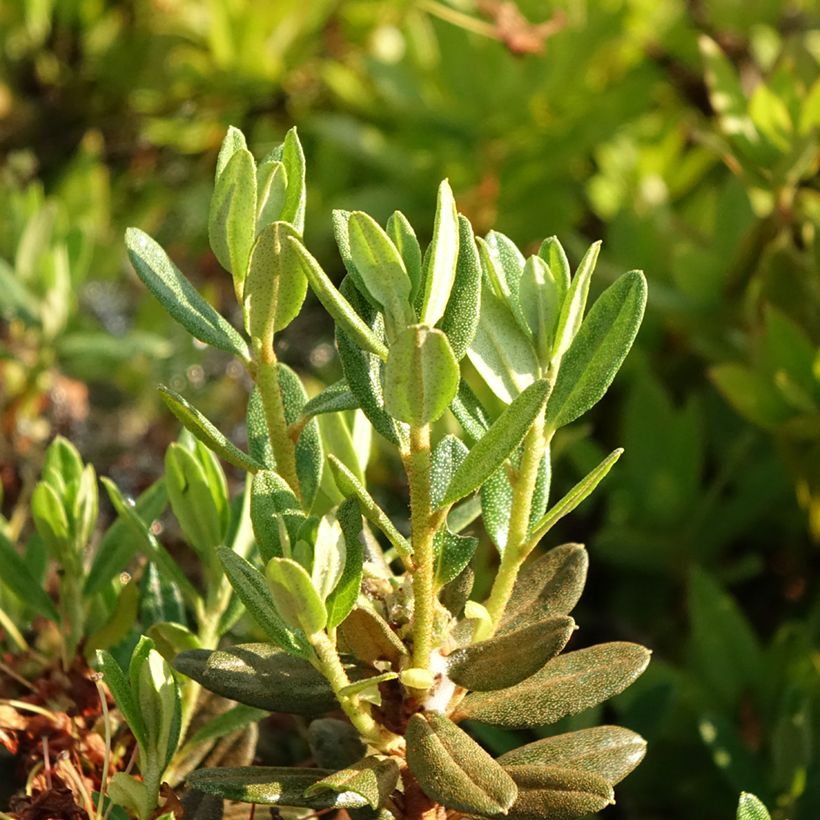 Rhododendron Gristede (Laub)