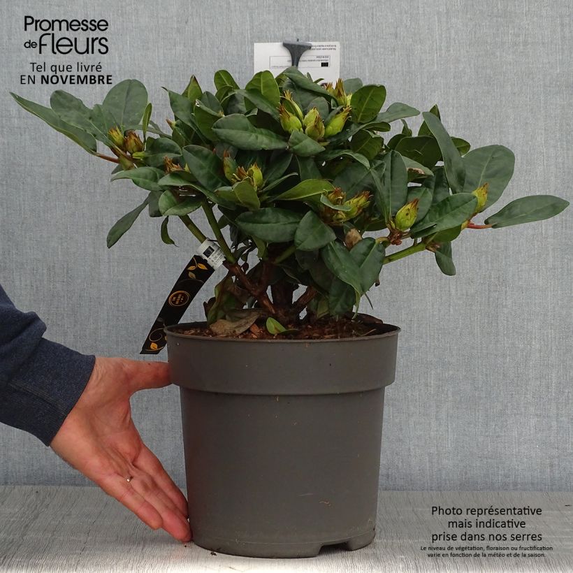 Exemplar von Rhododendron haematodes Lisetta Topf mit 6L/7L wie im Herbst geliefert