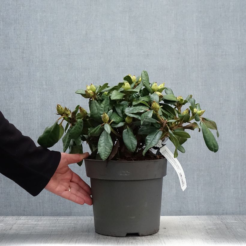 Exemplar von Rhododendron haematodes Lisetta Topf mit 6L/7LGelieferte Höhe ca. 30/40cm wie im Frühjahr geliefert