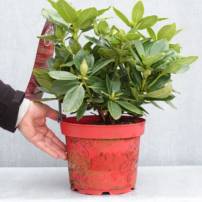Exemplar von Rhododendron x hybrida Easydendron® INKARHO Belkanto Topf mit 4L/5LGelieferte Höhe ca. 25/30cm wie im Frühjahr geliefert