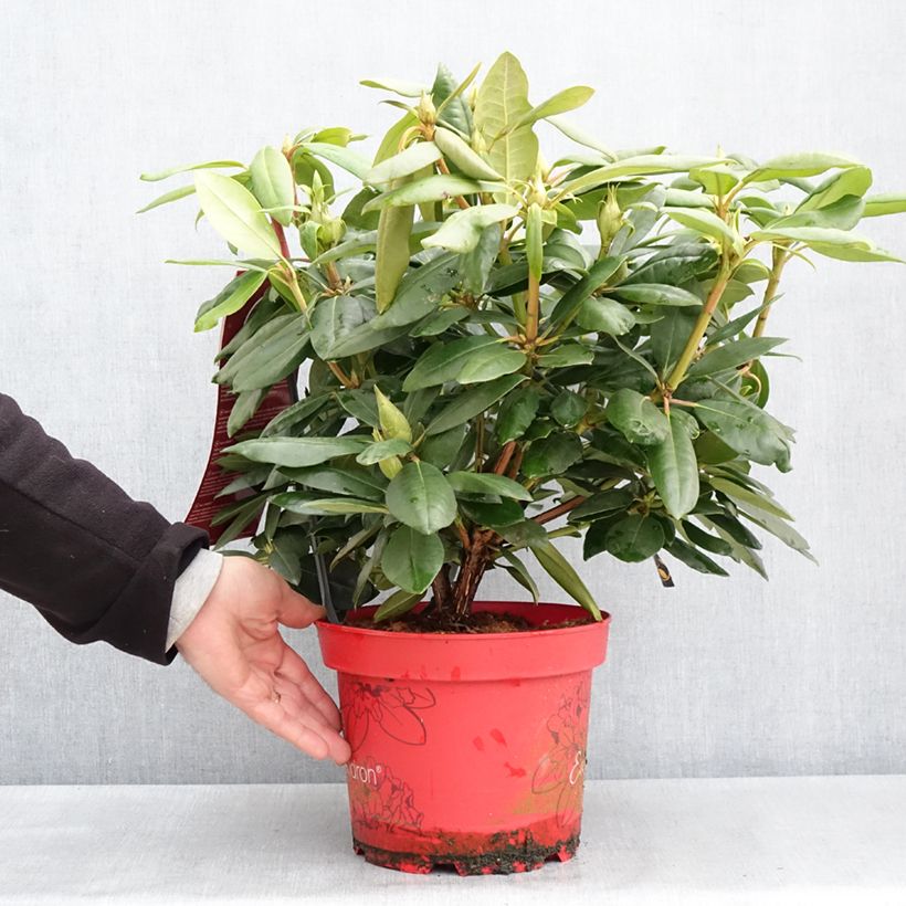 Exemplar von Rhododendron INKARHO® English Roseum Topf mit 4L/5LGelieferte Höhe ca. 25/30cm wie im Frühjahr geliefert