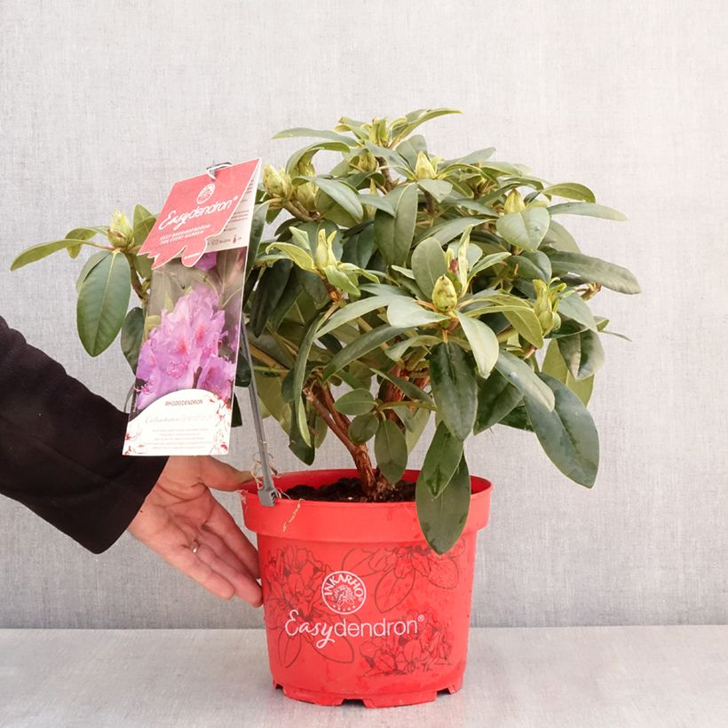 Exemplar von Rhododendron INKARHO® Grandiflorum - Rhododendron x catawbiense Topf mit 4L/5LGelieferte Höhe ca. 25/30cm wie im Frühjahr geliefert