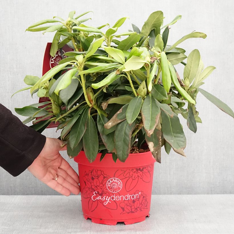 Exemplar von Rhododendron Easydendron INKARHO Orakel Topf mit 4L/5L wie im Winter geliefert