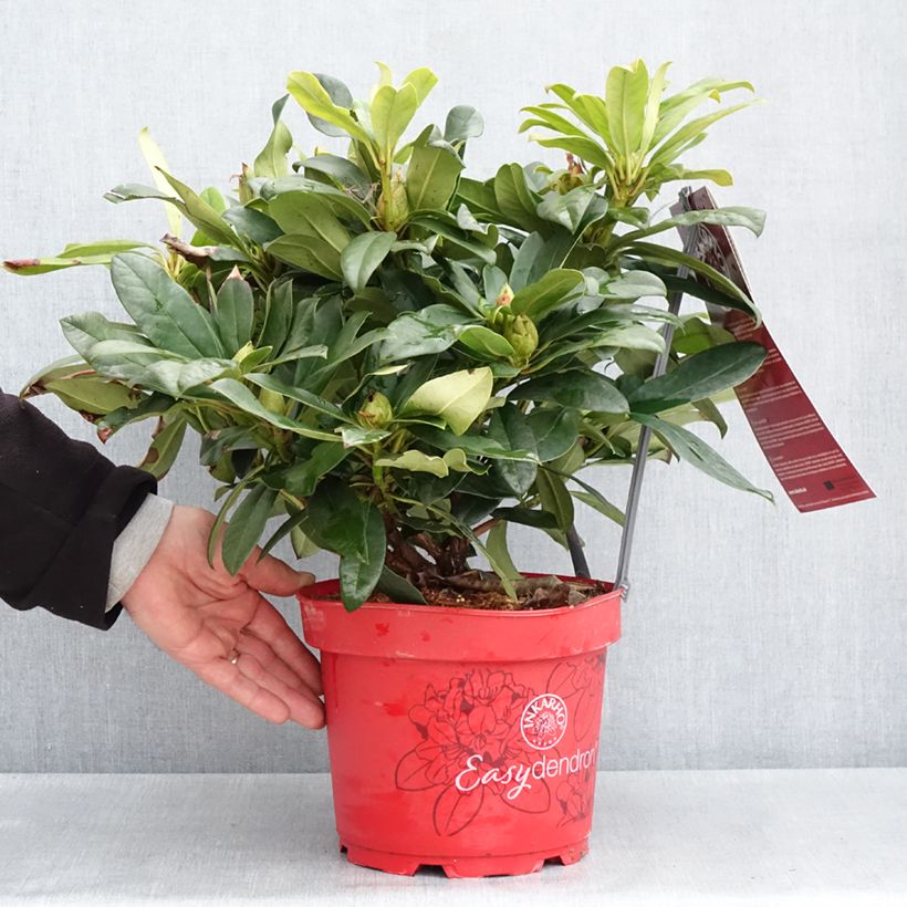 Exemplar von Rhododendron Easydendron INKARHO Orakel Topf mit 4L/5LGelieferte Höhe ca. 25/30cm wie im Frühjahr geliefert