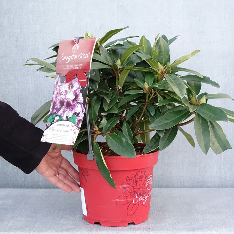 Exemplar von Rhododendron INKARHO® Easydendron Pfauenauge - Azalea Topf mit 4L/5L wie im Winter geliefert