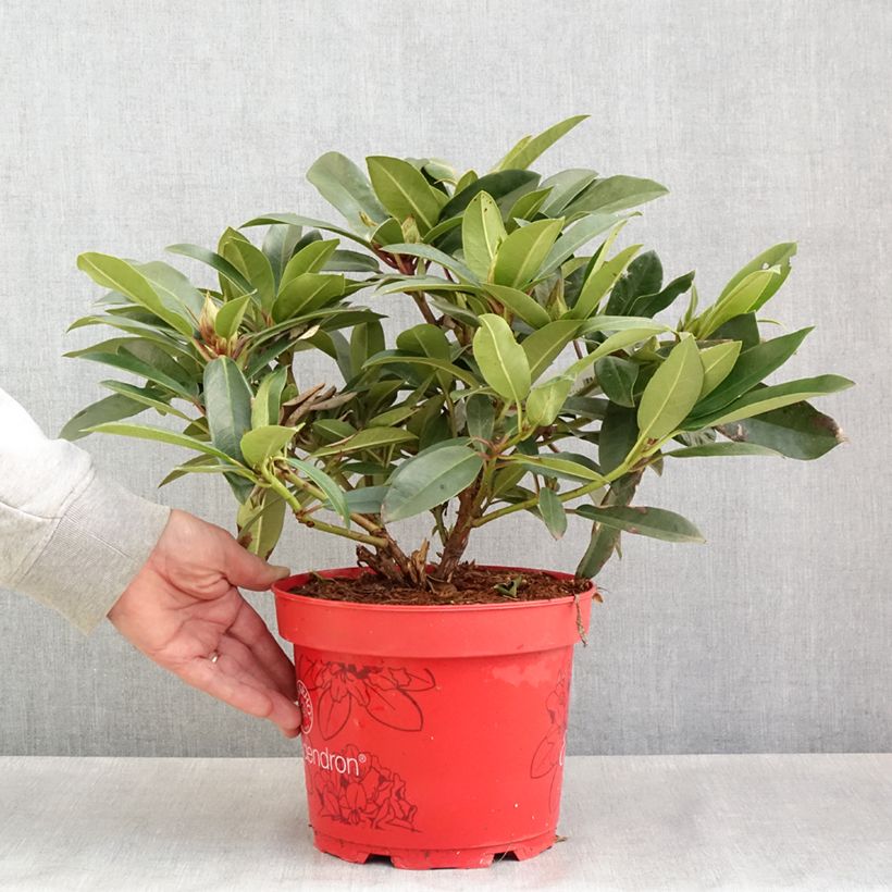 Exemplar von Rhododendron INKARHO® Easydendron Pfauenauge - Azalea Topf mit 4L/5LGelieferte Höhe ca. 25/30cm wie im Frühjahr geliefert