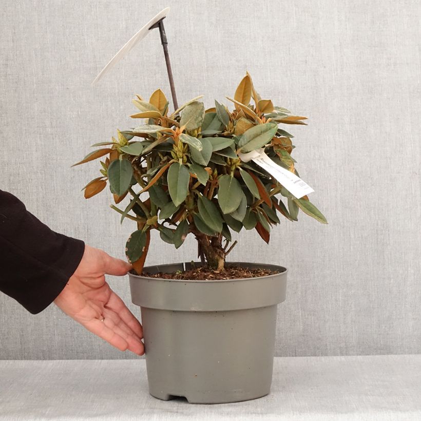 Exemplar von Rhododendron Easydendron INKARHO Rusty Dane Topf mit 4L/5L wie im Winter geliefert