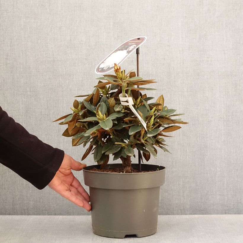 Exemplar von Rhododendron Easydendron INKARHO Rusty Dane Topf mit 4L/5LGelieferte Höhe ca. 30/+cm wie im Frühjahr geliefert