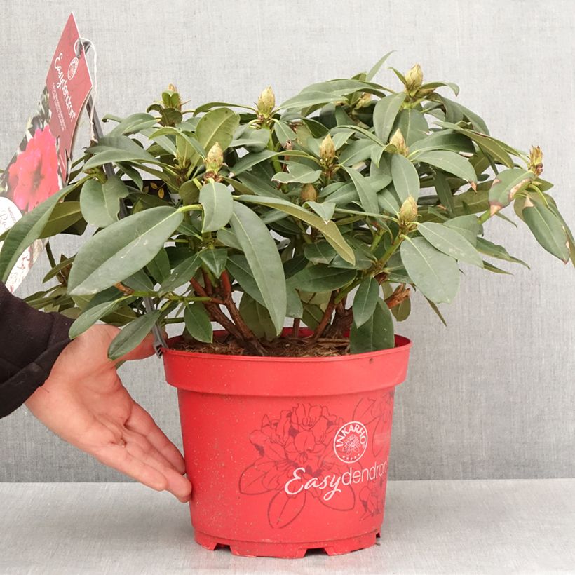 Exemplar von Rhododendron INKARHO® Diderk Topf mit 4L/5LGelieferte Höhe ca. 25/30cm wie im Frühjahr geliefert
