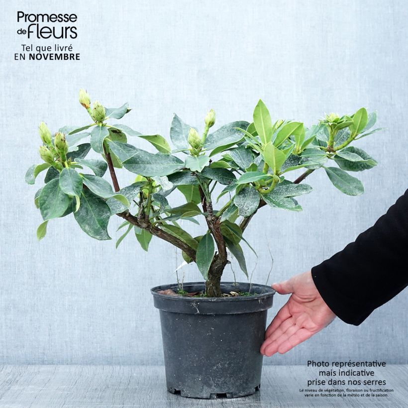 Exemplar von Rhododendron Janet Ward Topf mit 4L/5L wie im Herbst geliefert
