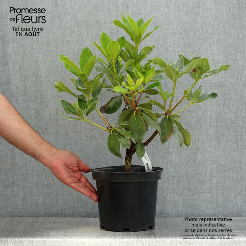 Exemplar von Rhododendron Janet Ward Topf mit 4L/5L wie im Sommer geliefert