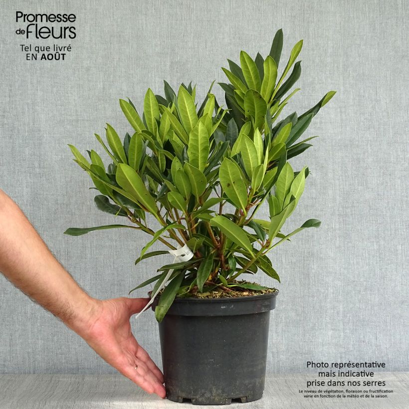 Exemplar von Rhododendron Kabarett Topf mit 4L/5LGelieferte Höhe ca. 30/40cm wie im Sommer geliefert