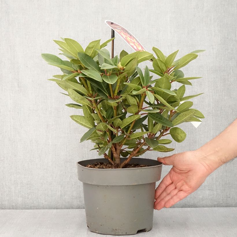 Exemplar von Rhododendron Raphaela Topf mit 4L/5LGelieferte Höhe ca. 30/40cm wie im Frühjahr geliefert