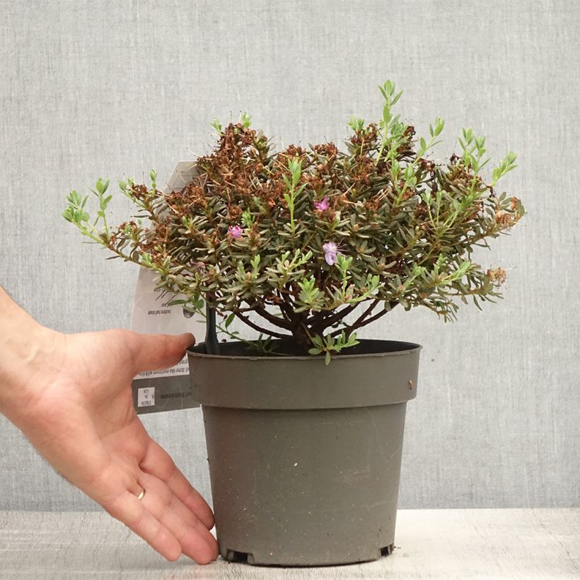 Exemplar von Rhododendron Rhododendron impeditum Topf mit 2L/3L wie im Sommer geliefert