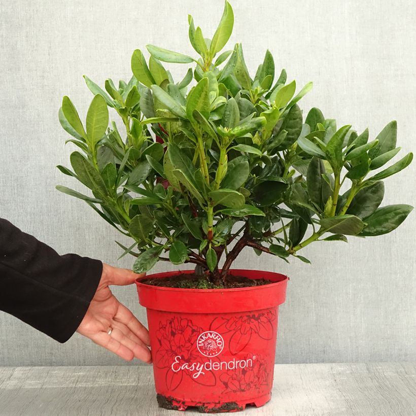 Exemplar von Rhododendron INKARHO Brasilia Topf mit 4L/5L wie im Herbst geliefert