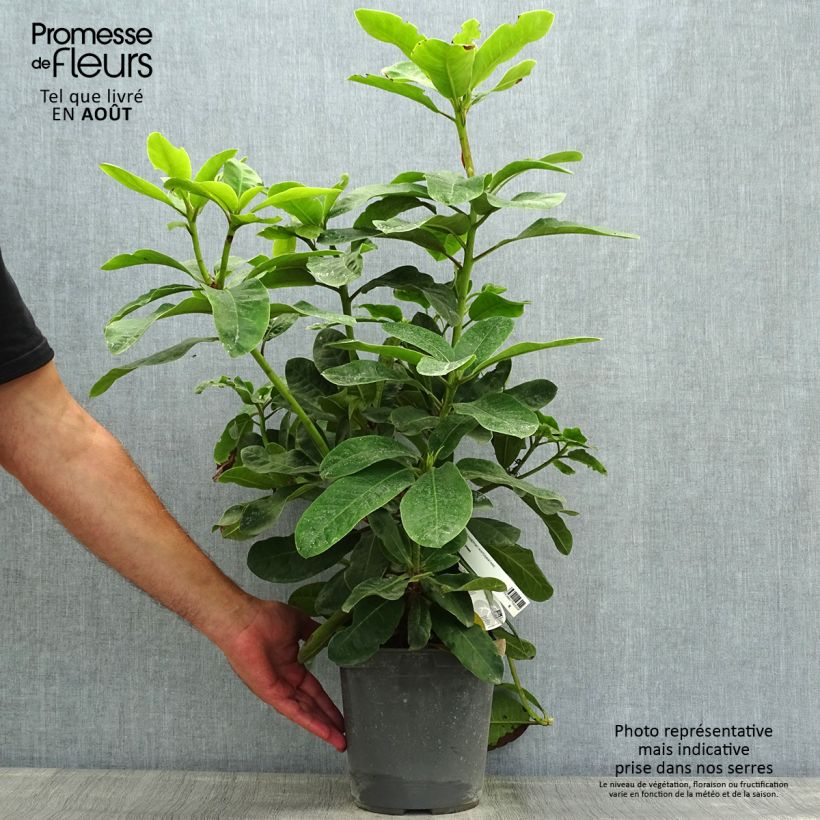 Exemplar von Rhododendron INKARHO Furnivall's Daughter. Topf mit 3L/4L wie im Sommer geliefert