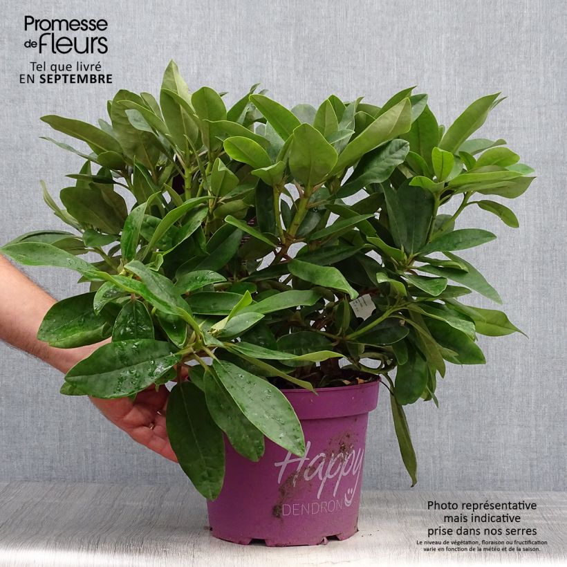 Exemplar von Rhododendron INKARHO Happydendron Pushy Purple Topf mit 4L/5L wie im Herbst geliefert