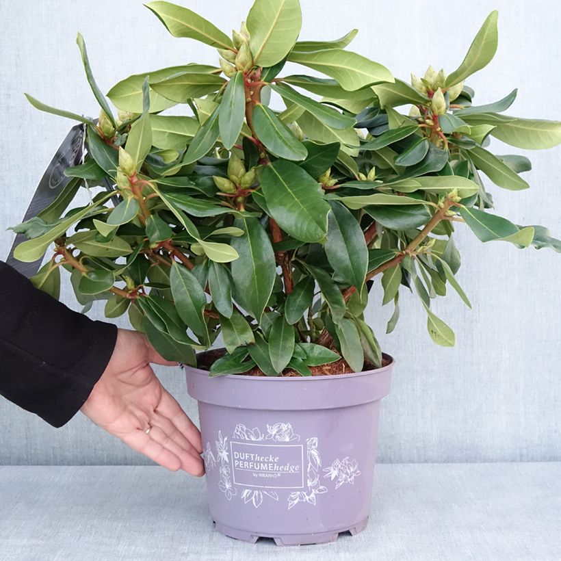 Exemplar von Rhododendron INKARHO® Lila Dufthecke Topf mit 4L/5L wie im Winter geliefert