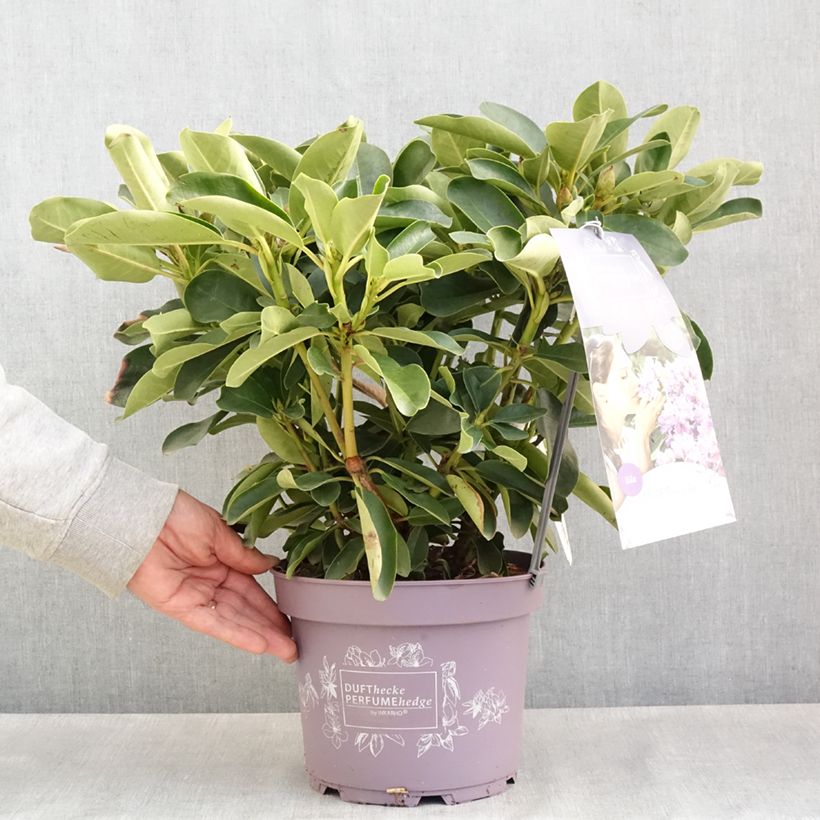 Exemplar von Rhododendron INKARHO® Lila Dufthecke Topf mit 4L/5LGelieferte Höhe ca. 25/30cm wie im Frühjahr geliefert