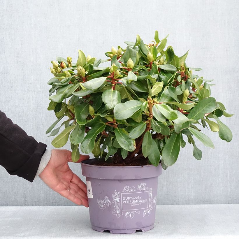 Exemplar von Rhododendron INKARHO® Rosa Dufthecke Topf mit 4L/5LGelieferte Höhe ca. 25/30cm wie im Frühjahr geliefert