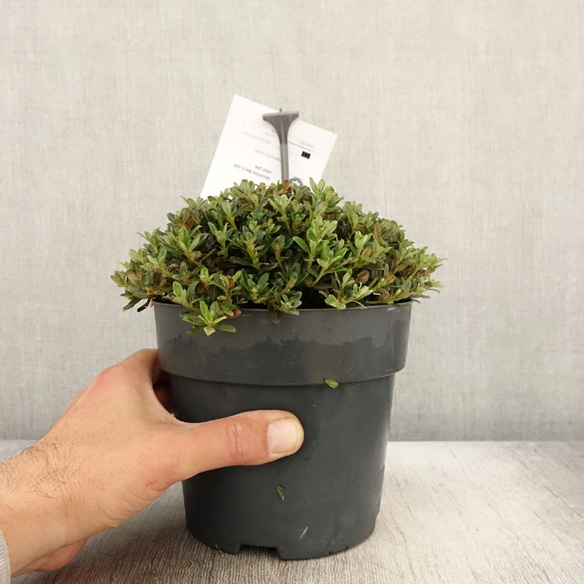 Exemplar von Rhododendron keleticum Topf mit 2L/3L wie im Herbst geliefert