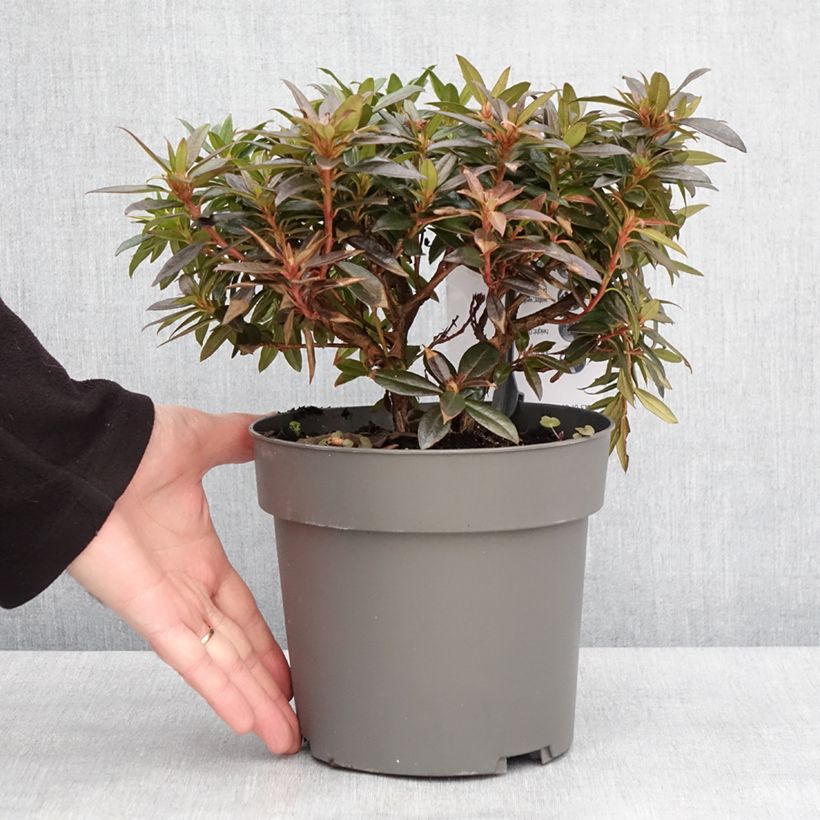 Exemplar von Rhododendron keleticum Robert Seleger Topf mit 2L/3L wie im Winter geliefert