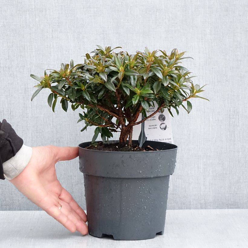 Exemplar von Rhododendron keleticum Robert Seleger - Rhododendron nain - Pot de 3L/4L wie im Frühjahr geliefert