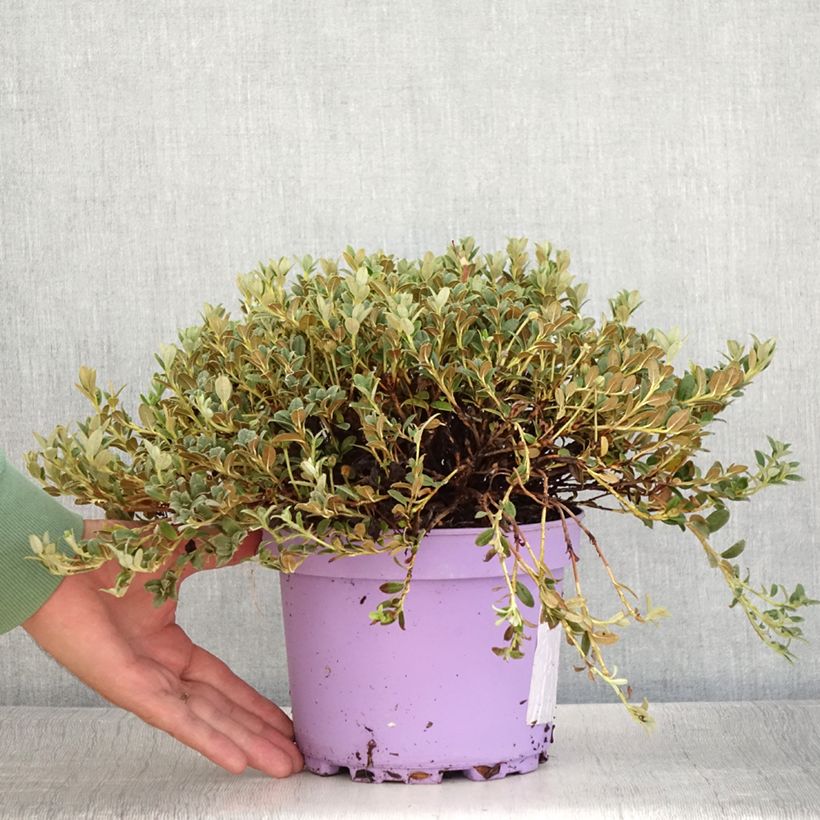 Exemplar von Rhododendron keleticum Lilly Bell Dream Topf mit 3L/4L wie im Sommer geliefert