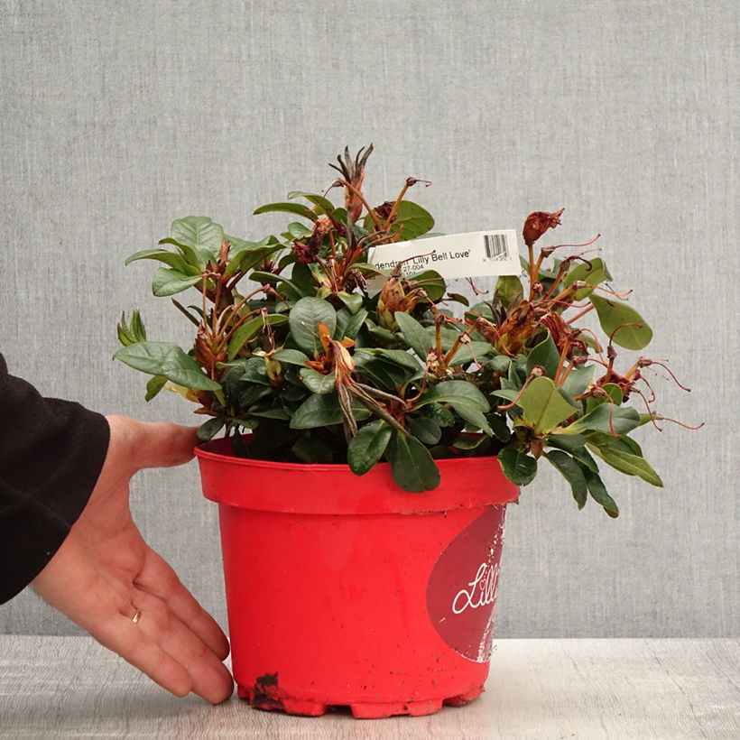 Exemplar von Rhododendron Lilly Bell Love - Rhododendron nain - Pot de 3L/4L wie im Frühjahr geliefert