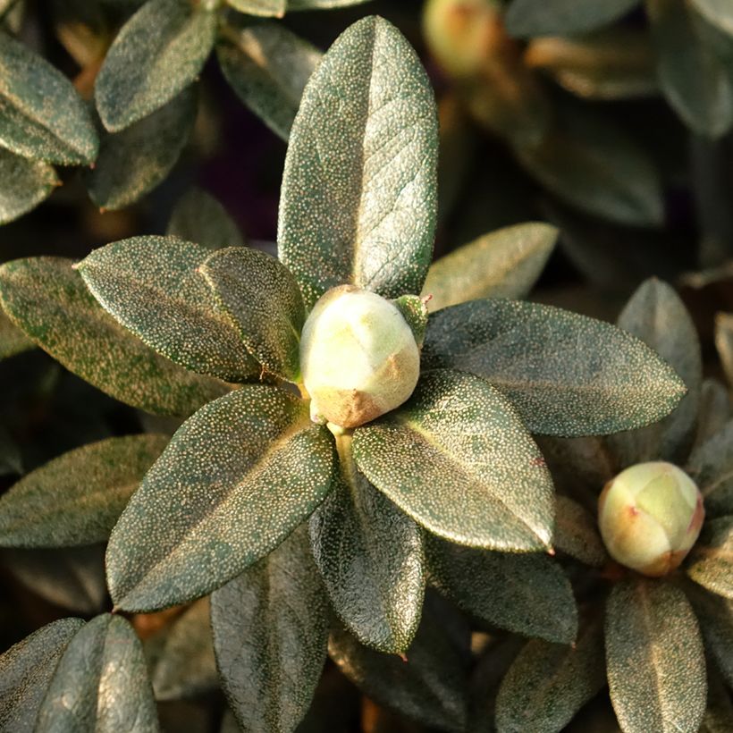 Rhododendron Lilly Bell Magic (Laub)