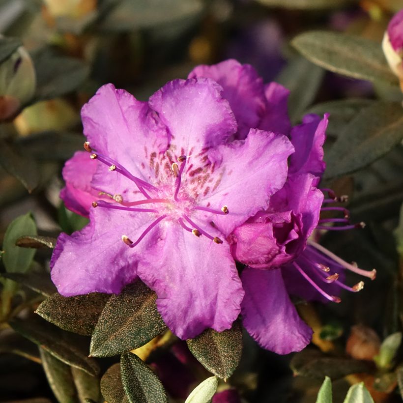 Rhododendron Lilly Bell Magic (Blüte)